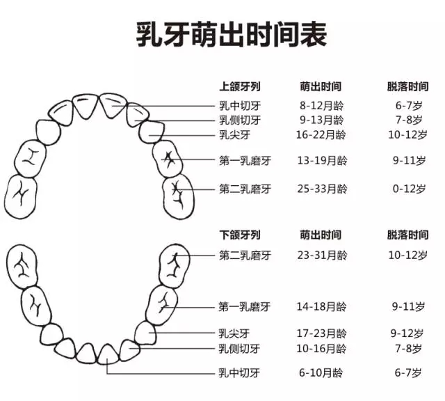 尚佳專業(yè)月嫂丨何時(shí)長牙才算正常？